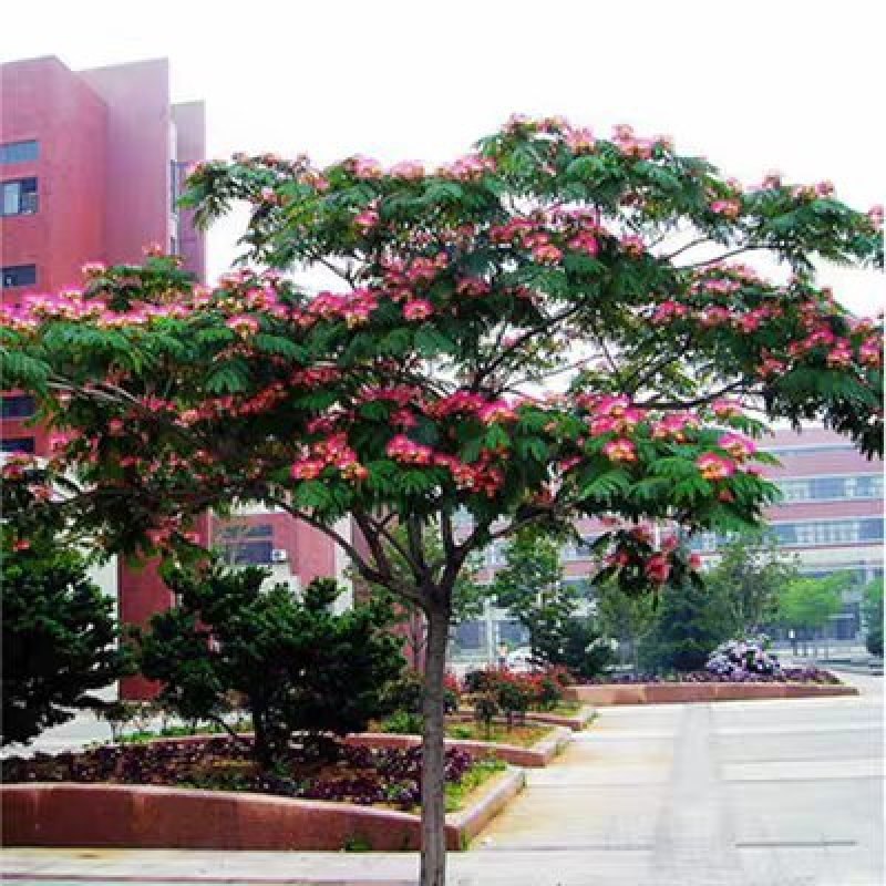 合欢树苗合欢苗绒花树苗芙蓉花树基地直销