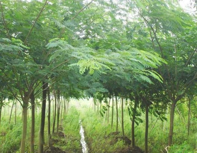 合欢树苗合欢苗绒花树苗芙蓉花树基地直销