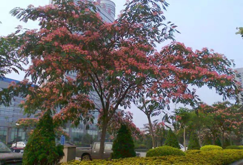 合欢树苗合欢苗绒花树苗芙蓉花树基地直销