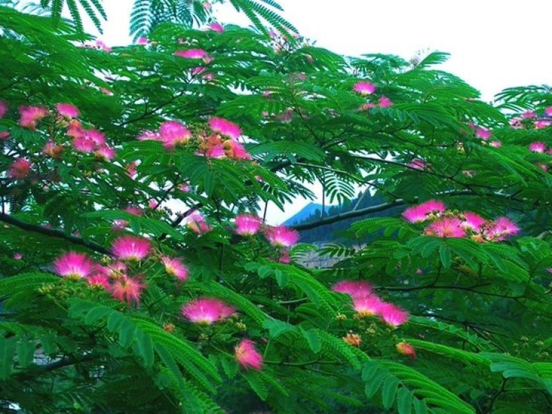 合欢树苗合欢苗绒花树苗芙蓉花树基地直销
