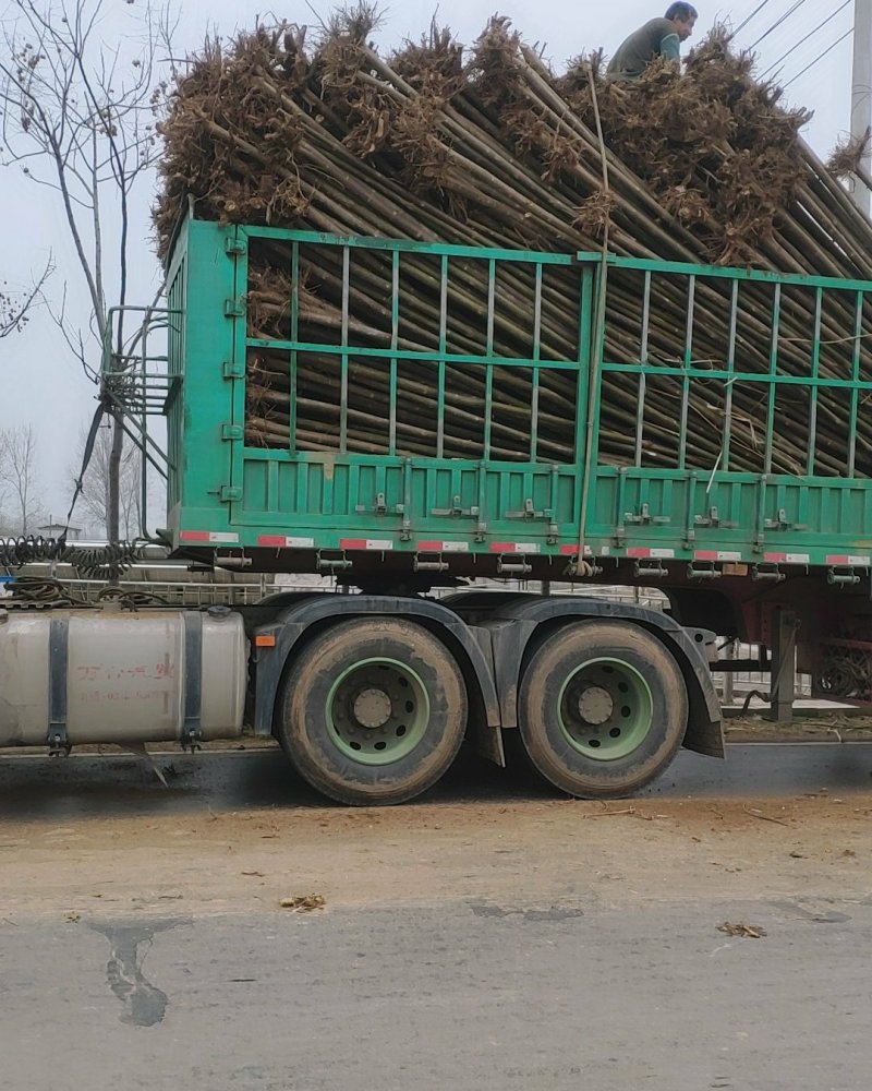 泡桐大量出售