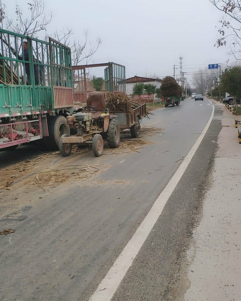 泡桐大量出售