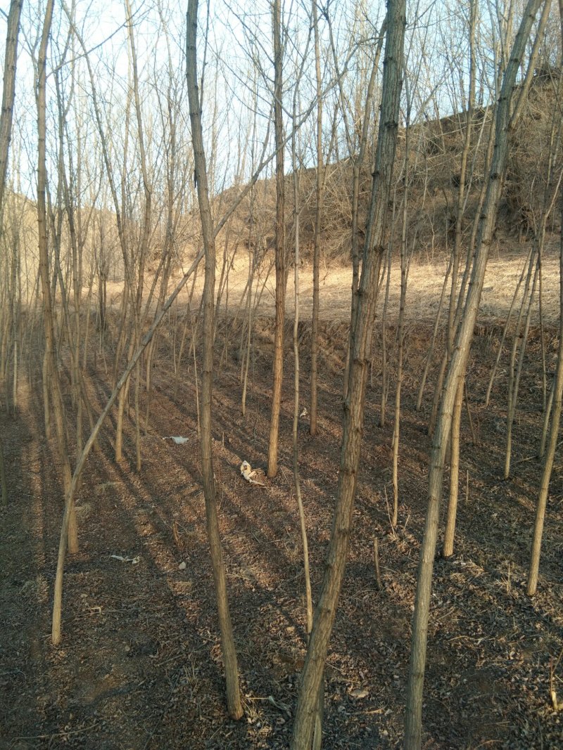 3公分刺槐