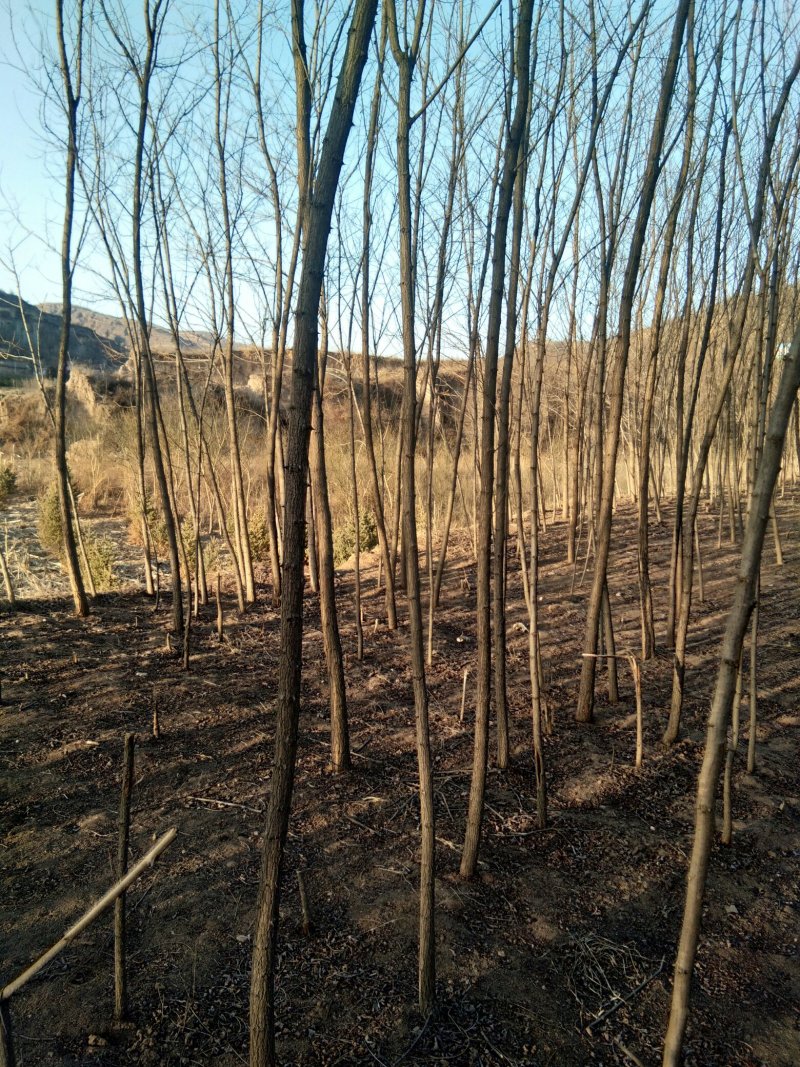 3公分刺槐