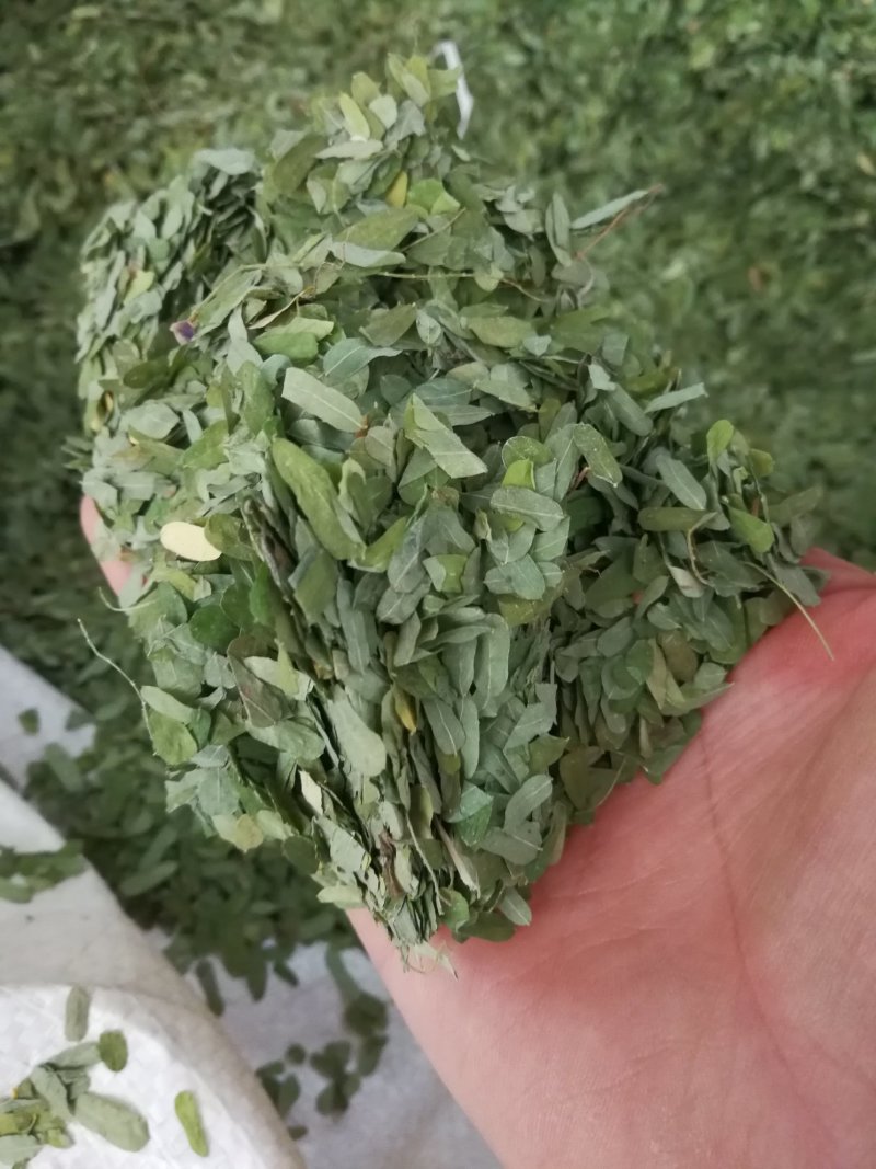 相思叶甜鸡骨草相思藤叶甜鸡骨草叶可冲茶