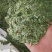 相思叶甜鸡骨草相思藤叶甜鸡骨草叶可冲茶