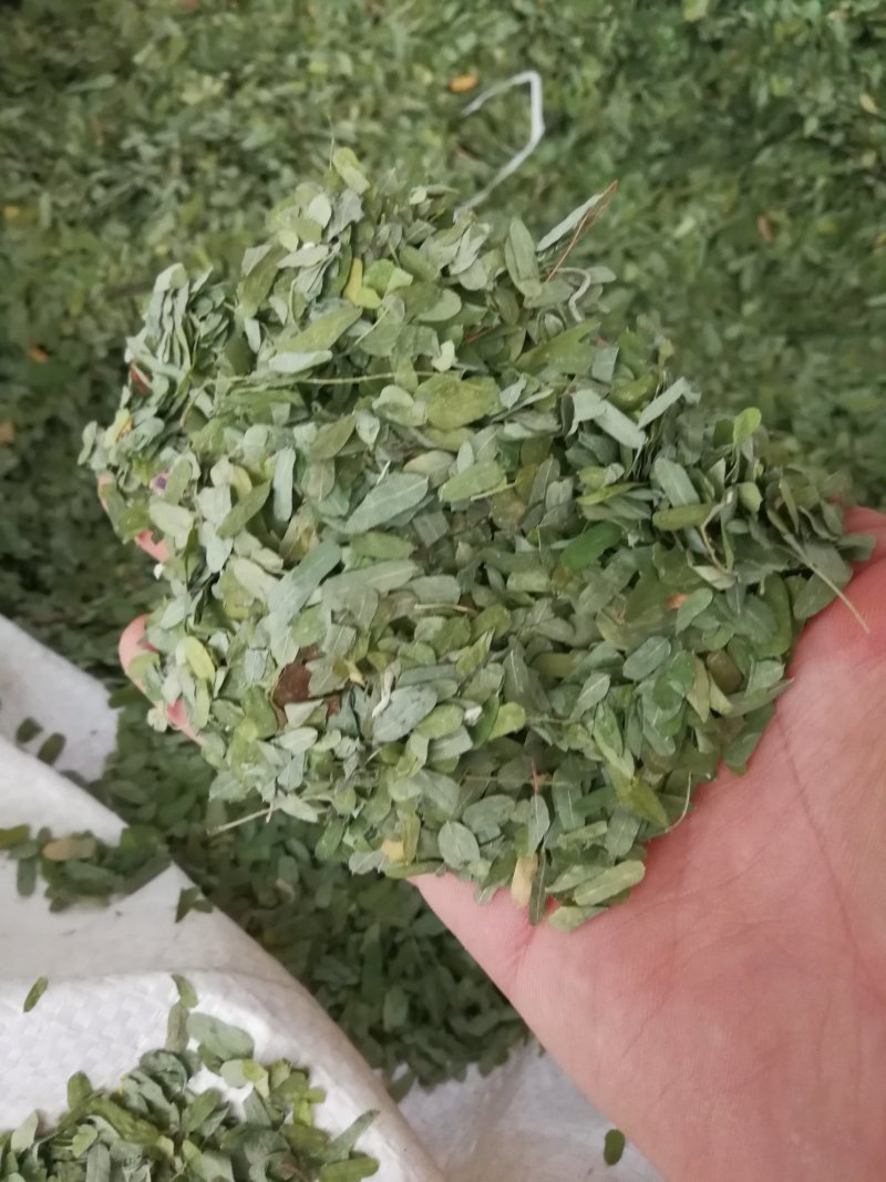 相思叶甜鸡骨草相思藤叶甜鸡骨草叶可冲茶