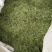 相思叶甜鸡骨草相思藤叶甜鸡骨草叶可冲茶