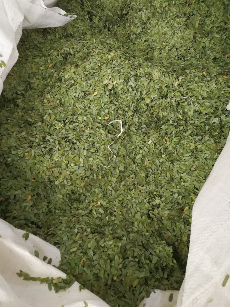 相思叶甜鸡骨草相思藤叶甜鸡骨草叶可冲茶