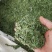 相思叶甜鸡骨草相思藤叶甜鸡骨草叶可冲茶