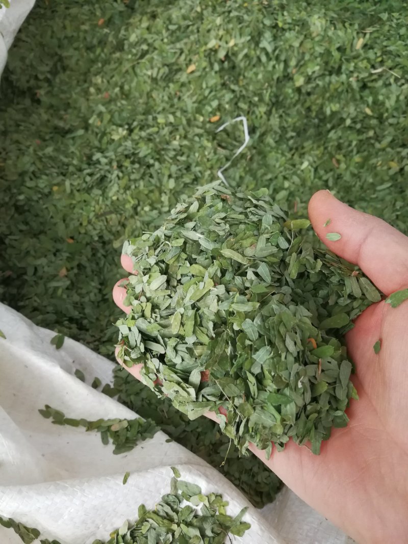 相思叶甜鸡骨草相思藤叶甜鸡骨草叶可冲茶