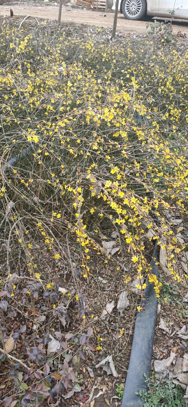 批发迎春花，迎春苗，云南黄馨，迎夏苗