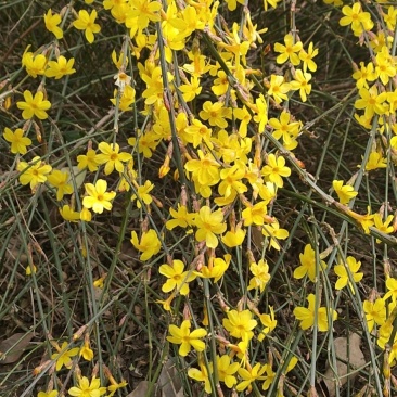 批发迎春花，迎春苗，云南黄馨，迎夏苗