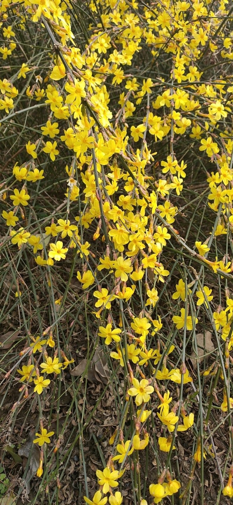 批发迎春花，迎春苗，云南黄馨，迎夏苗