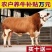 西门塔尔牛肉牛价格便宜想发家致富养殖肉牛犊西门塔尔牛