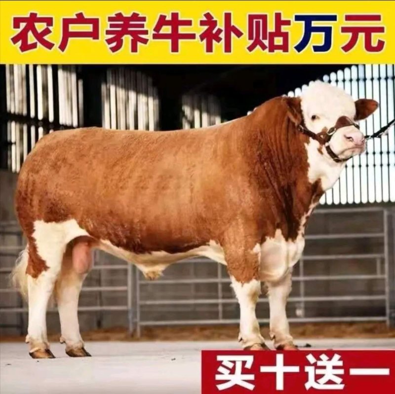 西门塔尔牛肉牛价格便宜想发家致富养殖肉牛犊西门塔尔牛