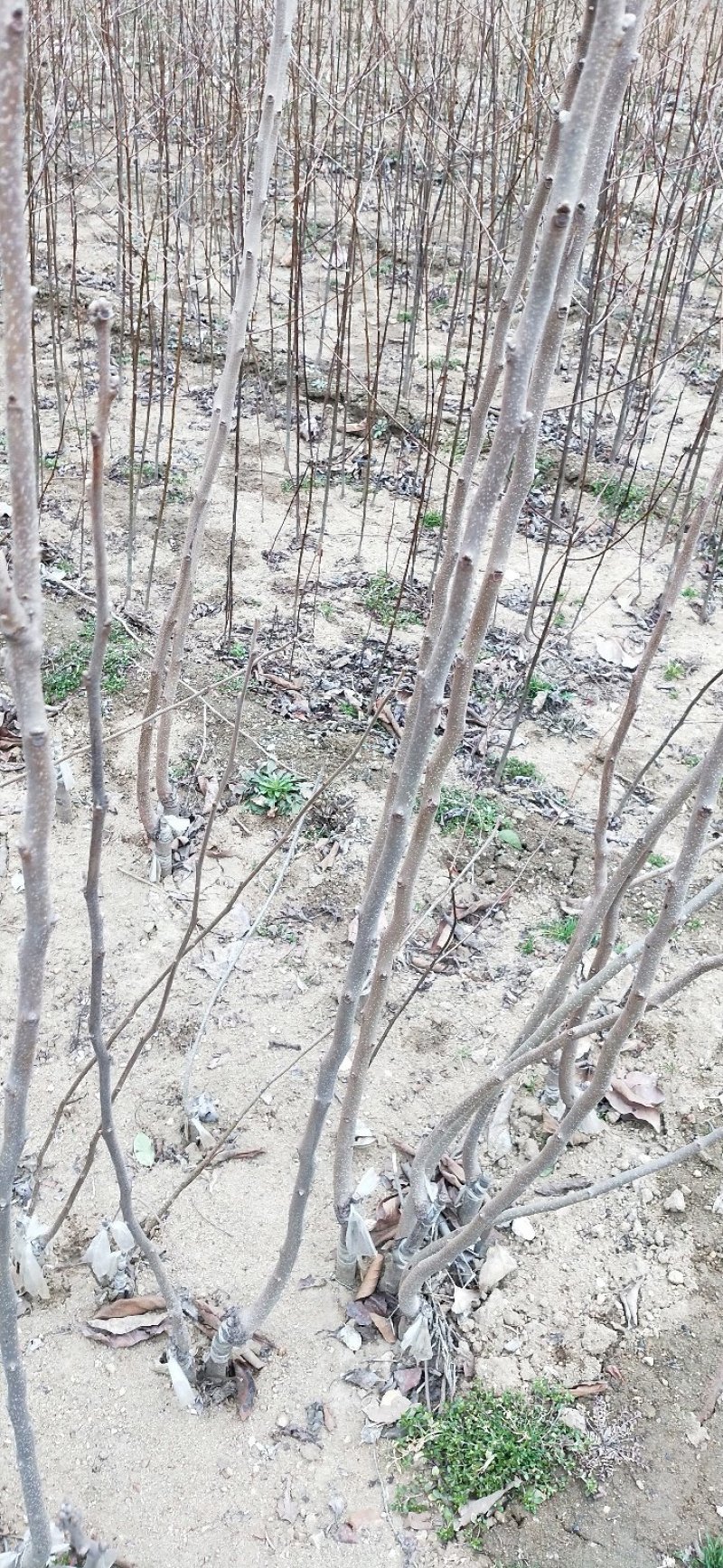 枸橘苗枳壳苗铁篱笆1年苗质量保证
