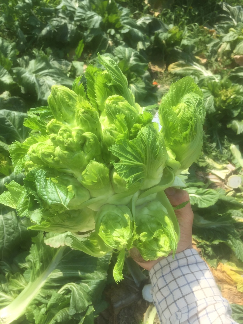 儿菜