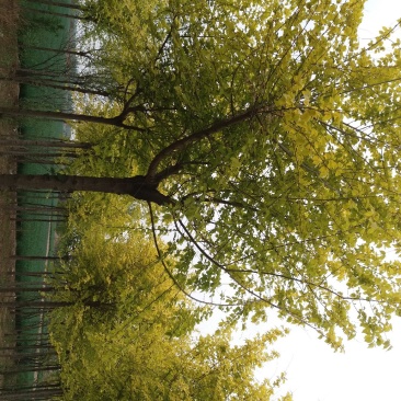 金叶榆7-10的