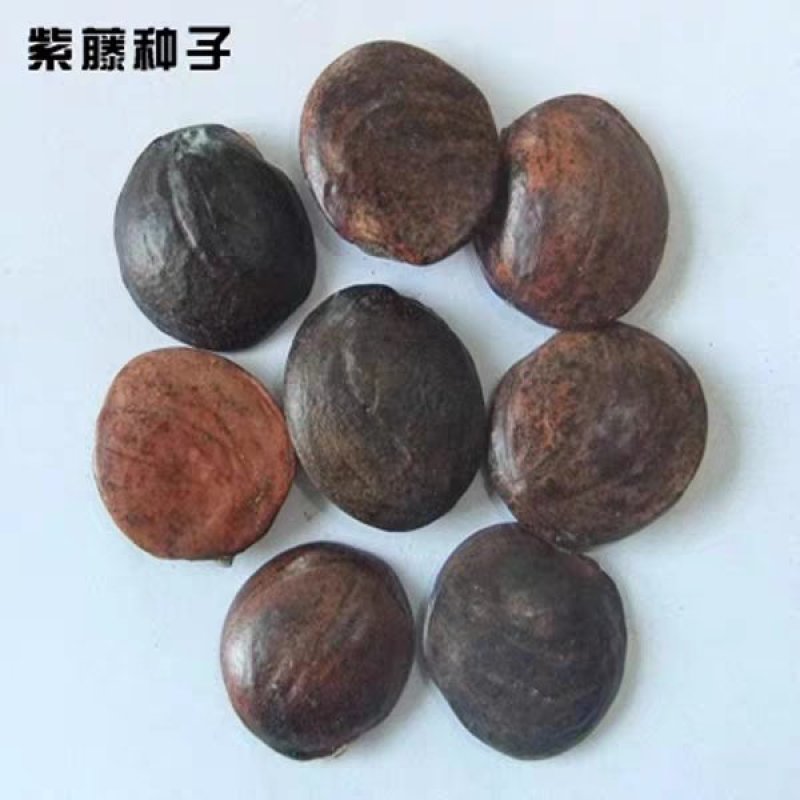 新采紫藤种子紫藤花种籽子爬藤花卉阳台花籽室外庭院