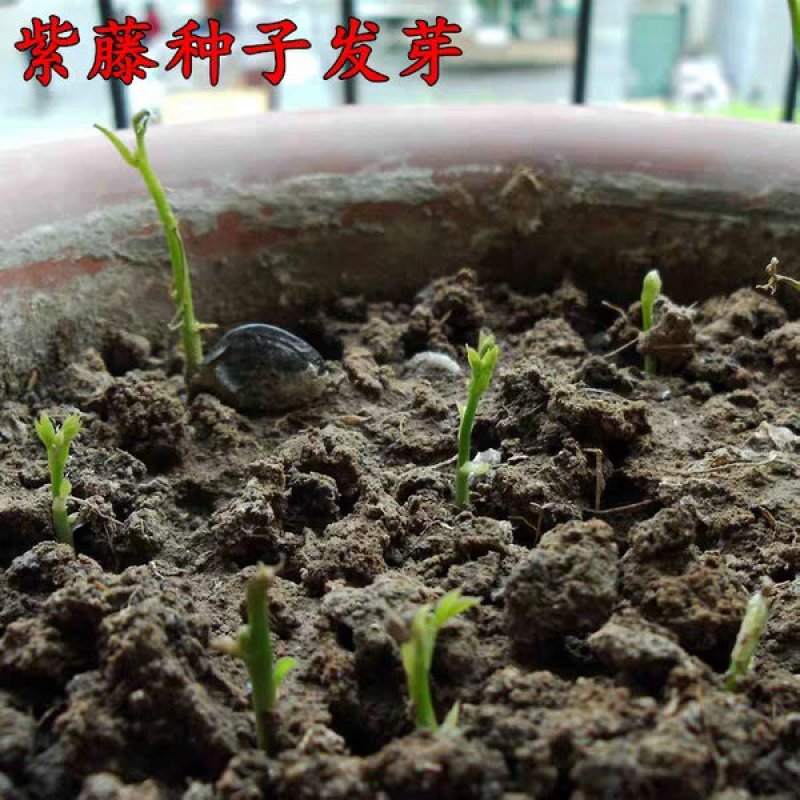 新采紫藤种子紫藤花种籽子爬藤花卉阳台花籽室外庭院