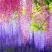 新采紫藤种子紫藤花种籽子爬藤花卉阳台花籽室外庭院
