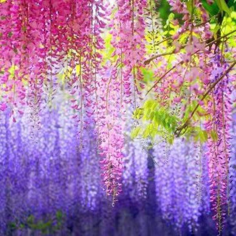 新采紫藤种子紫藤花种籽子爬藤花卉阳台花籽室外庭院