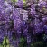 新采紫藤种子紫藤花种籽子爬藤花卉阳台花籽室外庭院