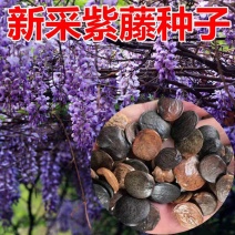 新采紫藤种子紫藤花种籽子爬藤花卉阳台花籽室外庭院