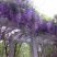 新采紫藤种子紫藤花种籽子爬藤花卉阳台花籽室外庭院