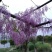 新采紫藤种子紫藤花种籽子爬藤花卉阳台花籽室外庭院