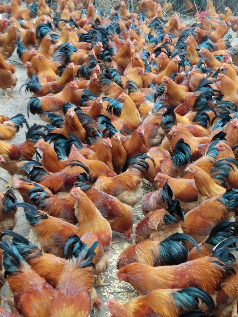 三黄阉鸡，150天的