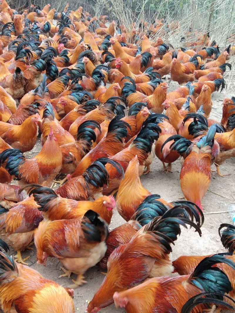 三黄阉鸡，150天的