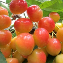 【推荐】黄蜜大樱桃苗南北方种植，成活率高，品种纯度高