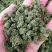 云南三七花500克包邮产地直发常年供应全国发货