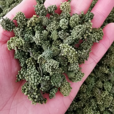 云南三七花500克包邮产地直发常年供应全国发货