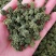 云南三七花500克包邮产地直发常年供应全国发货