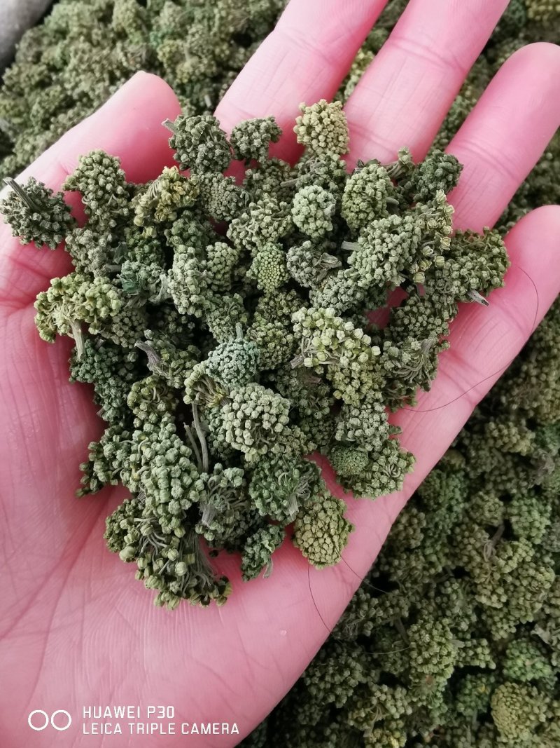 云南三七花500克包邮产地直发常年供应全国发货