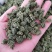 云南三七花500克包邮产地直发常年供应全国发货