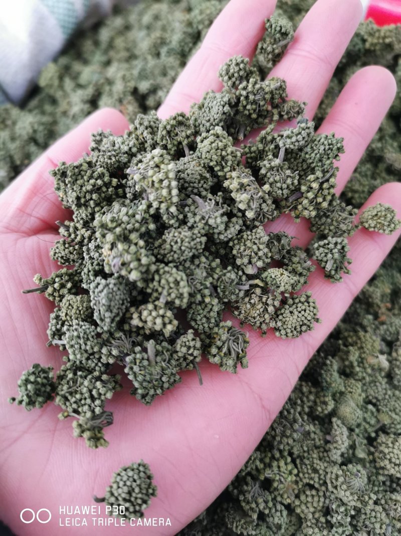 云南三七花500克包邮产地直发常年供应全国发货