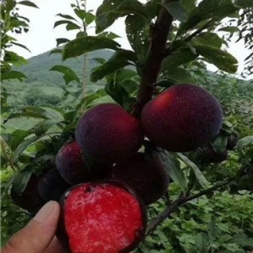 冰糖李子苗，品种苗，基地直销，包技术包成活