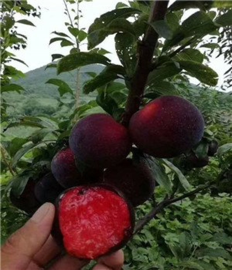 冰糖李子苗，品种苗，基地直销，包技术包成活
