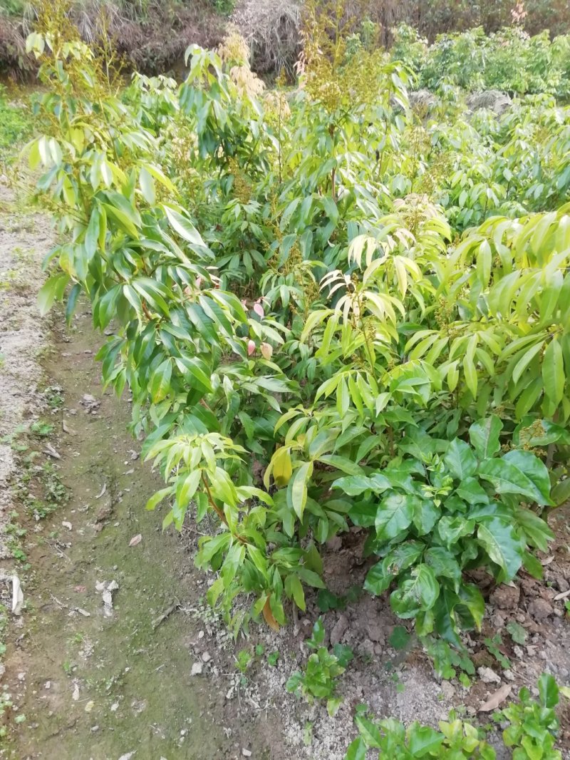 荔枝苗