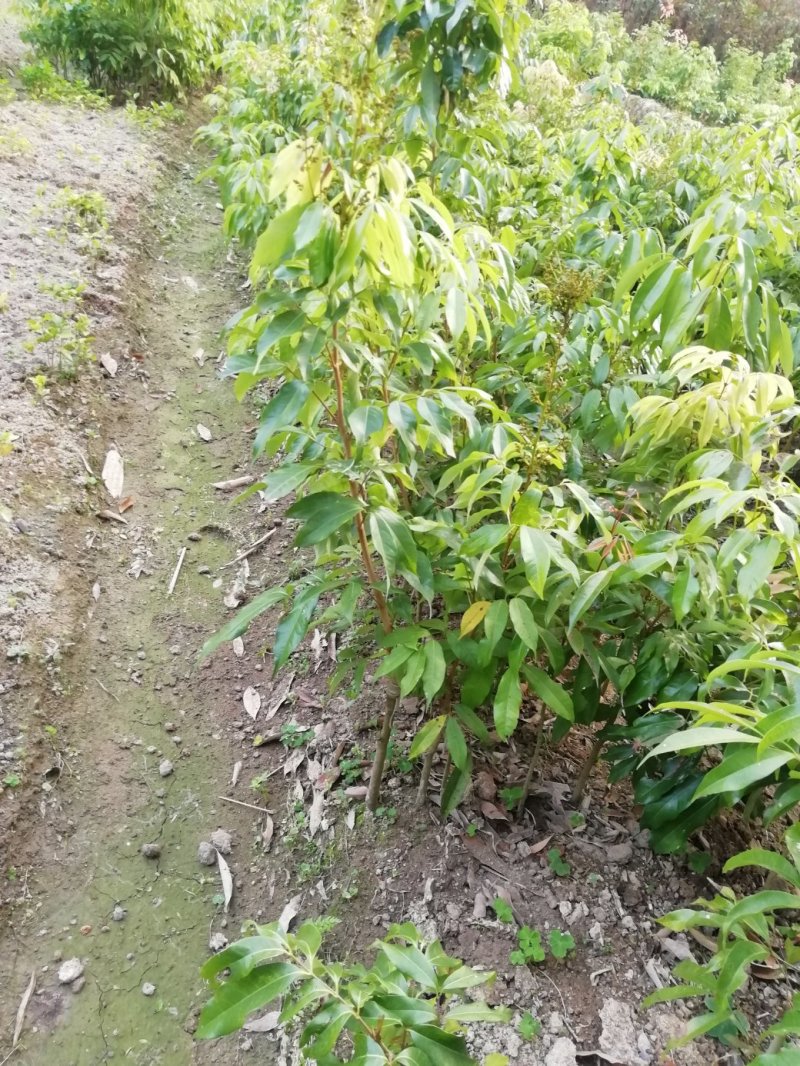 荔枝苗