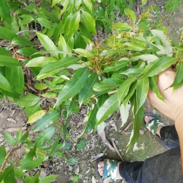 荔枝苗