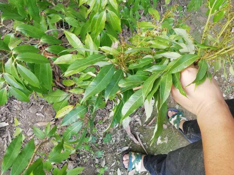 荔枝苗