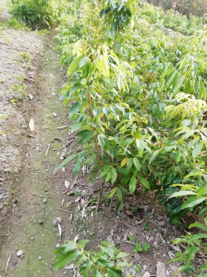 荔枝苗