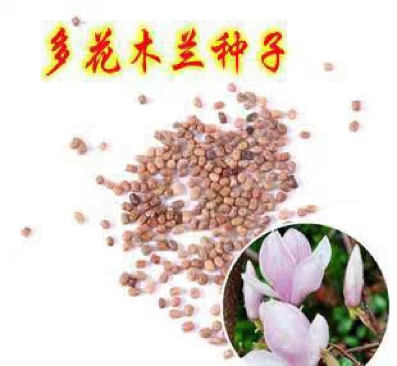 多花木兰种子护坡灌木种子蜜源植物抗寒抗旱