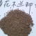 多花木兰种子护坡灌木种子蜜源植物抗寒抗旱