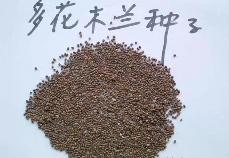 多花木兰种子护坡灌木种子蜜源植物抗寒抗旱